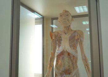 Exposición gratuita de cuerpos reales llega a Talca