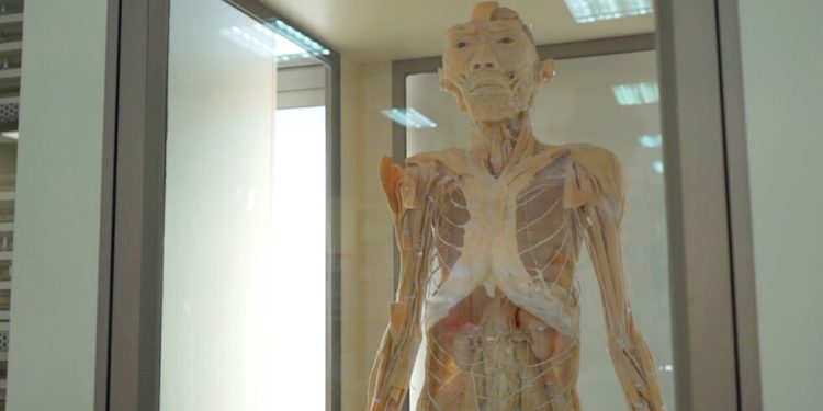 Exposición gratuita de cuerpos reales llega a Talca