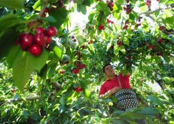 Las cerezas chilenas se preparan para el Año Nuevo Chino: frutos de calidad para mejorar y optimizar la experiencia