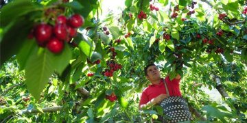Las cerezas chilenas se preparan para el Año Nuevo Chino: frutos de calidad para mejorar y optimizar la experiencia