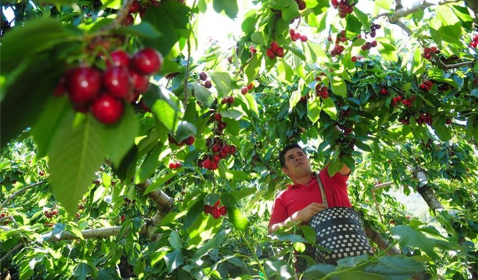 Las cerezas chilenas se preparan para el Año Nuevo Chino: frutos de calidad para mejorar y optimizar la experiencia