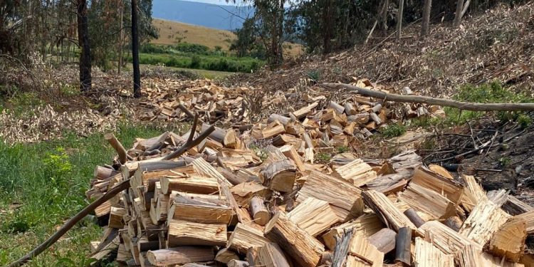 Ministerio de Energía abre postulaciones para obtener el “Sello Calidad de Leña” en la región del Maule