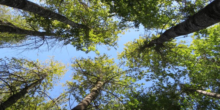 Seremi de Medio Ambiente entrega balance del plan de conservación del ruil