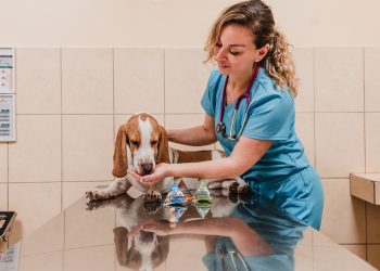 ¿Pulgas y garrapatas? Tips para proteger a tu mascota