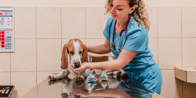 ¿Pulgas y garrapatas? Tips para proteger a tu mascota