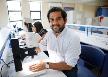 Con apoyo del Gore, investigación confirma que abejas nativas vibradoras mejoran la polinización de cultivos en Chile