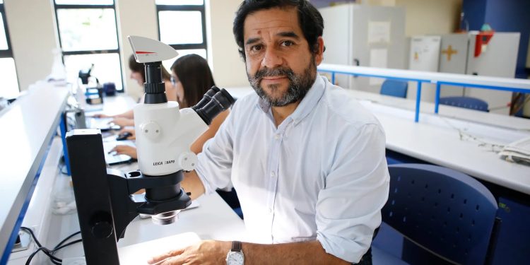 Con apoyo del Gore, investigación confirma que abejas nativas vibradoras mejoran la polinización de cultivos en Chile