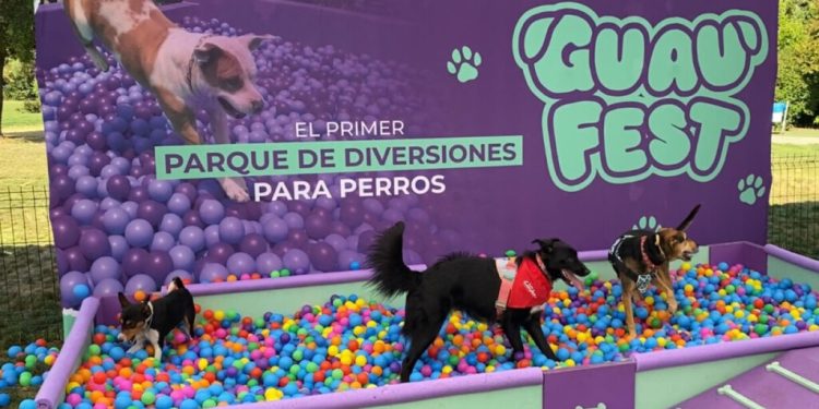 GuauFest: Más de 20 actividades, piletas, agilidad y desafíos sensoriales tendrá el festival perruno más grande del país
