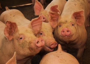 SAG suspende importaciones de productos porcinos desde España por brote de Peste Porcina Africana