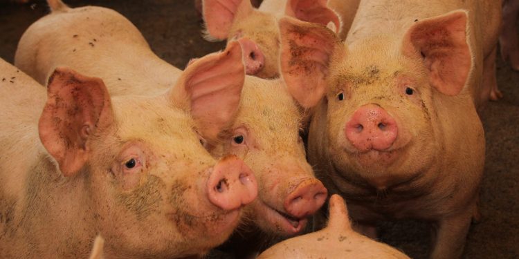 SAG suspende importaciones de productos porcinos desde España por brote de Peste Porcina Africana