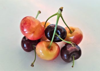 INIA Rayentué impulsa  innovación clave para el cerezo