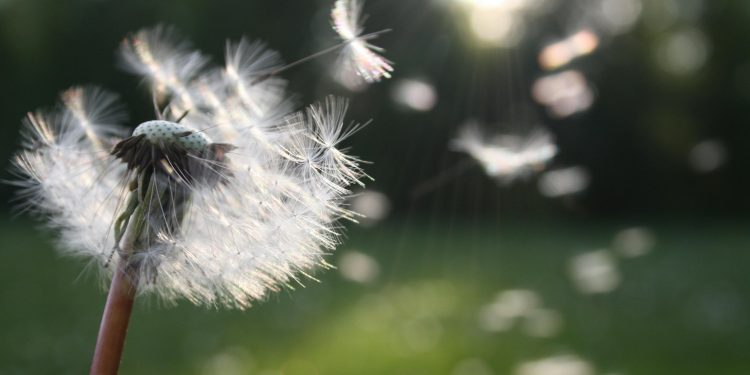 Polen, ácaros y partículas microscópicas: los contaminantes que amenazan la salud respiratoria este verano