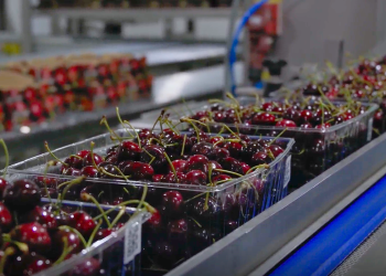 Empack refuerza su foco regional y acerca automatización inteligente a empresas de El Maule a Los Lagos