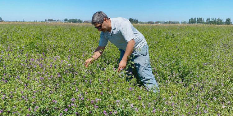 Fenotipado digital como una herramienta clave para seleccionar plantas