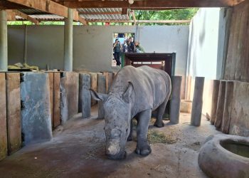 La logística detrás del inédito traslado de un rinoceronte blanco a Brasil
