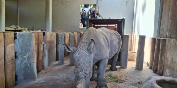 La logística detrás del inédito traslado de un rinoceronte blanco a Brasil