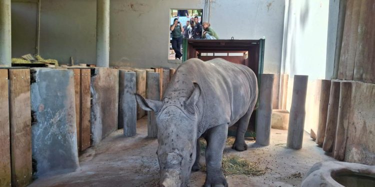 La logística detrás del inédito traslado de un rinoceronte blanco a Brasil