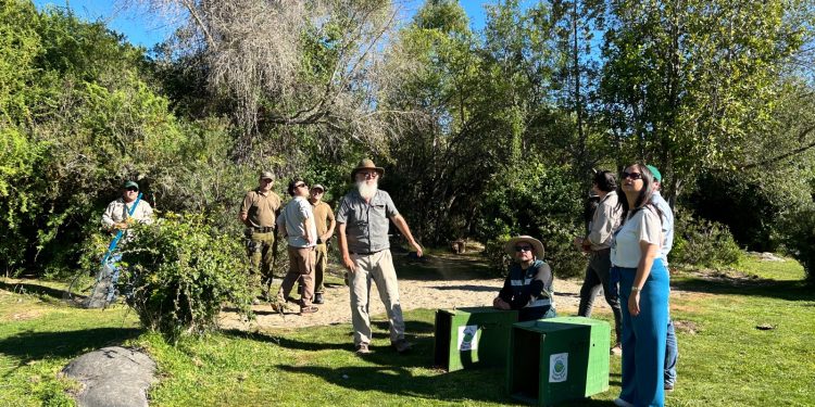 Exitosa liberación de 10 garzas en Achibueno
