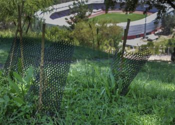 Hacen llamado a cuidar especies nativas del Parque Cerro Carlos Condell de Curicó