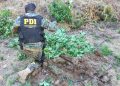 PDI incautó 284 kilos de cannabis en plantación ilegal en Molina