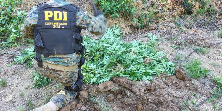 PDI incautó 284 kilos de cannabis en plantación ilegal en Molina