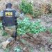PDI incautó 284 kilos de cannabis en plantación ilegal en Molina