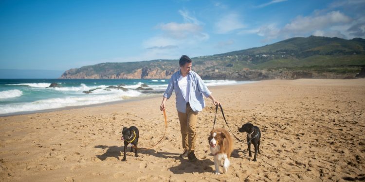 Tips para que sus mascotas no sufran con las altas temperaturas