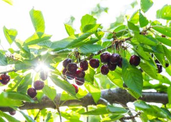 El verano de los cultivos: combatiendo las plagas en medio del calor y la falta de agua