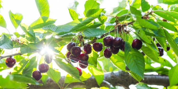 El verano de los cultivos: combatiendo las plagas en medio del calor y la falta de agua