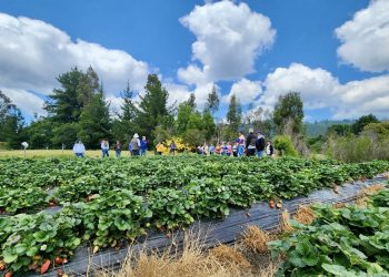 Proyecto Corfo “Físaro Sostenible” impulsa la agricultura familiar campesina con inteligencia artificial y prácticas sostenibles