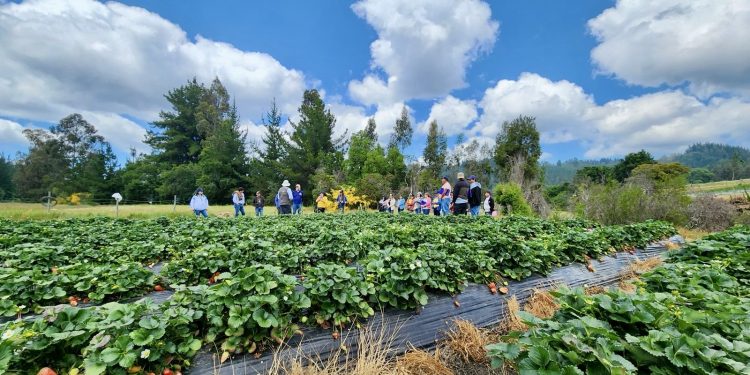 Proyecto Corfo “Físaro Sostenible” impulsa la agricultura familiar campesina con inteligencia artificial y prácticas sostenibles