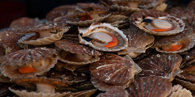 ¿Cuál es el veneno amnésico que obligó a cerrar la bahía de Tongoy?