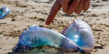 Alerta por fragata portuguesa en Coquimbo: expertos explican cuál es su impacto en el ecosistema costero