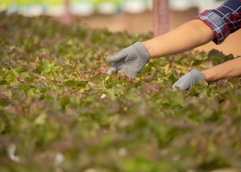 UTalca y UNAB lideran centro de excelencia que buscará transformar el sistema agroalimentario