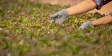 UTalca y UNAB lideran centro de excelencia que buscará transformar el sistema agroalimentario