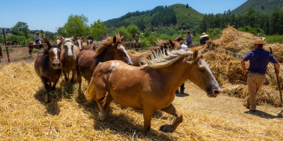 Este sábado Pelarco vivirá tradicional trilla a yegua suelta en Lihueno Sur