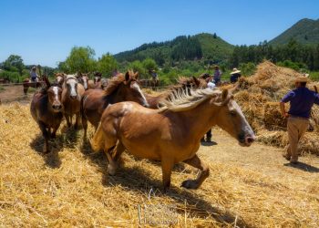 Este sábado Pelarco vivirá tradicional trilla a yegua suelta en Lihueno Sur