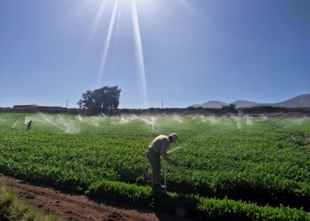 Hortalizas de ciclo corto: el riego eficiente se vuelve clave en verano para no perder la temporada