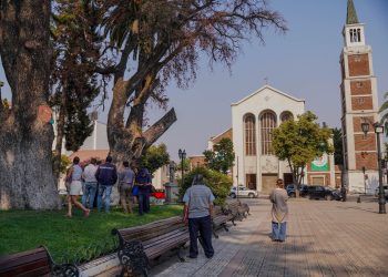Talca despide peumo histórico con más de 150 años de antigüedad