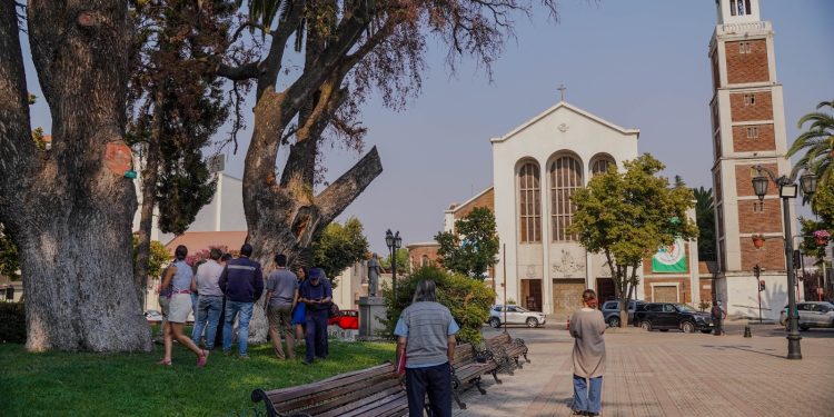 Talca despide peumo histórico con más de 150 años de antigüedad