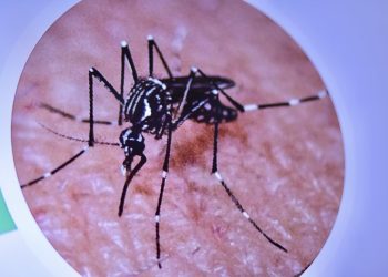 Confirman presencia de mosquito que transmite el dengue: Alerta desde Arica a Los Ríos