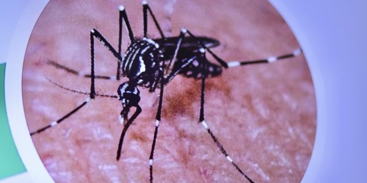 Confirman presencia de mosquito que transmite el dengue: Alerta desde Arica a Los Ríos