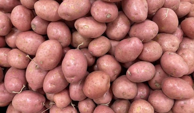 Biotecnología chilena impulsa una nueva generación de papas que reduciría el desperdicio de alimentos