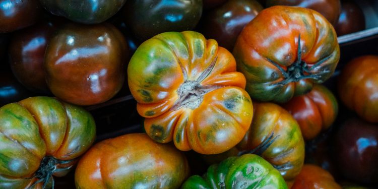 El tomate morado consolida una nueva generación de alimentos biotecnológicos a nivel global