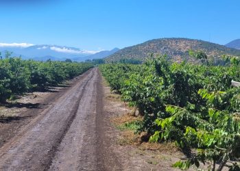 Cómo la creatividad chilena está cambiando el agro desde sus caminos