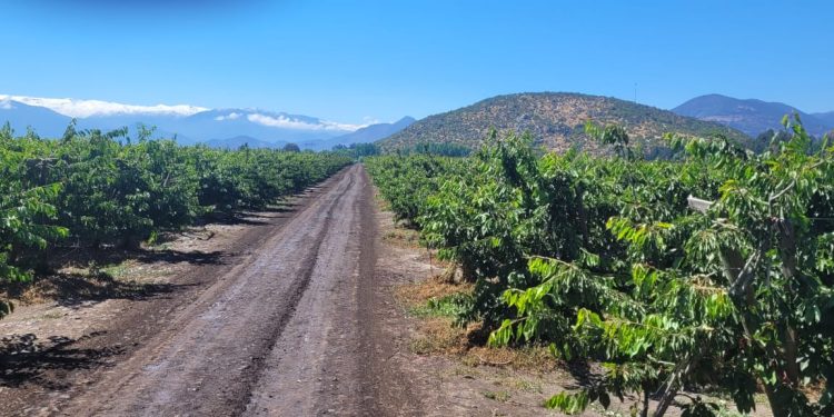 Cómo la creatividad chilena está cambiando el agro desde sus caminos