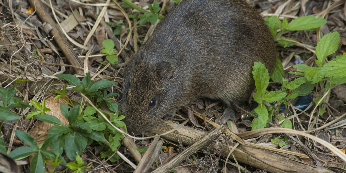 Hospital Regional de Talca y Servicio de Salud Maule  alertan mayor riesgo de virus Hanta durante el verano