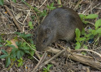 Hospital Regional de Talca y Servicio de Salud Maule  alertan mayor riesgo de virus Hanta durante el verano