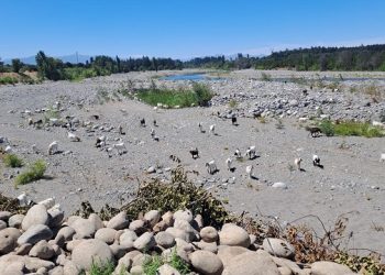 Déficit hídrico del Maule llega al 60%: Llaman a uso responsable del agua