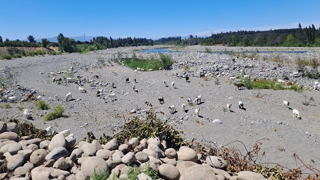 Déficit hídrico del Maule llega al 60%: Llaman a uso responsable del agua